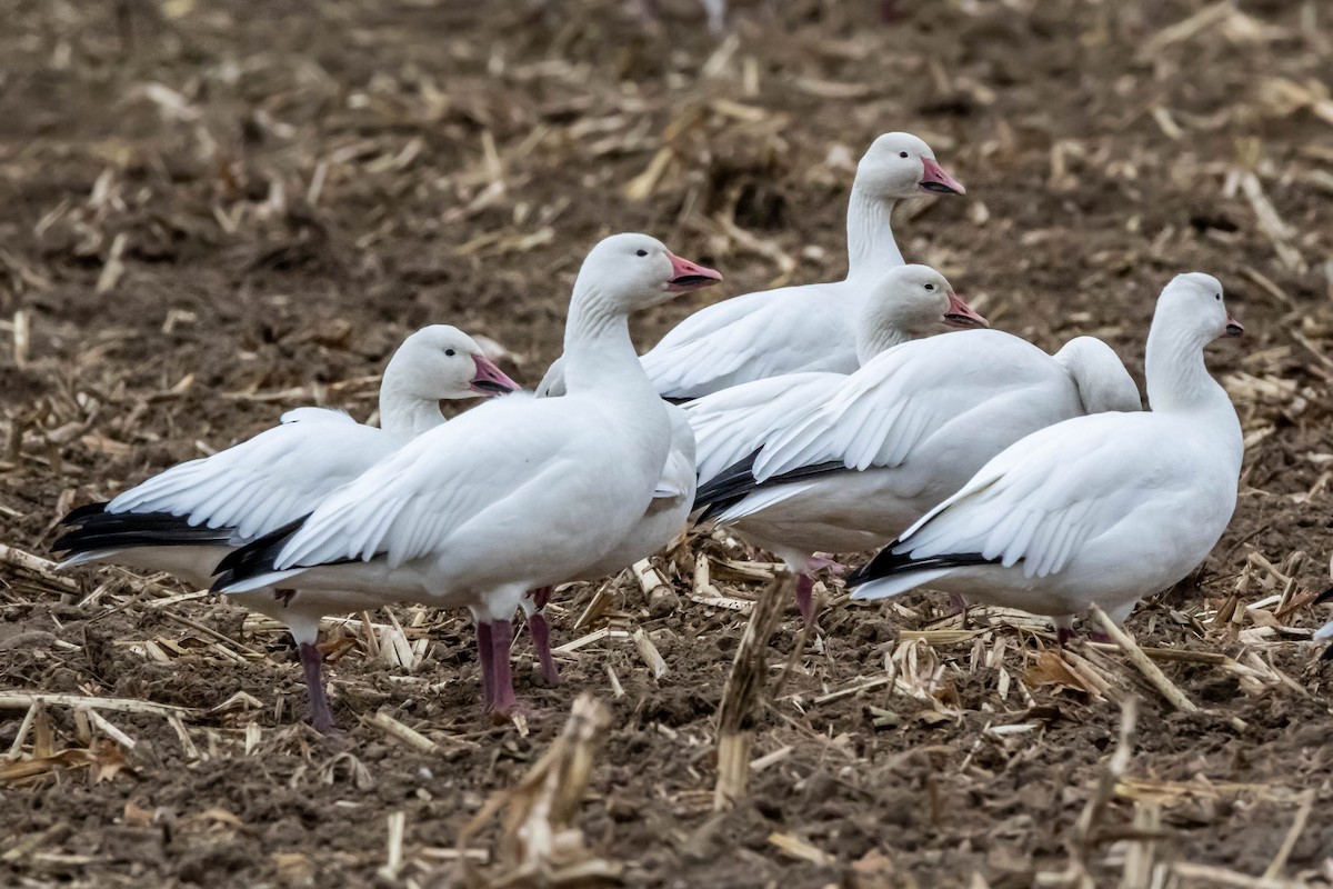 Snow Goose - ML124111161