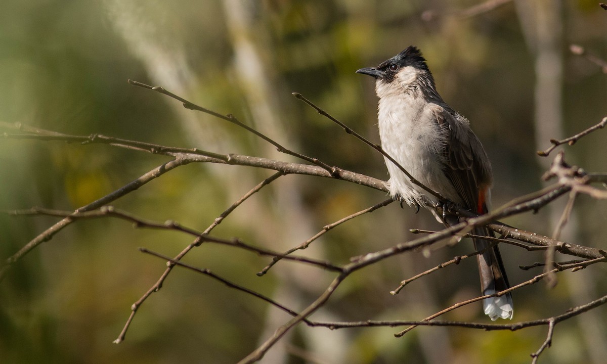 Sooty-headed Bulbul - ML124111531