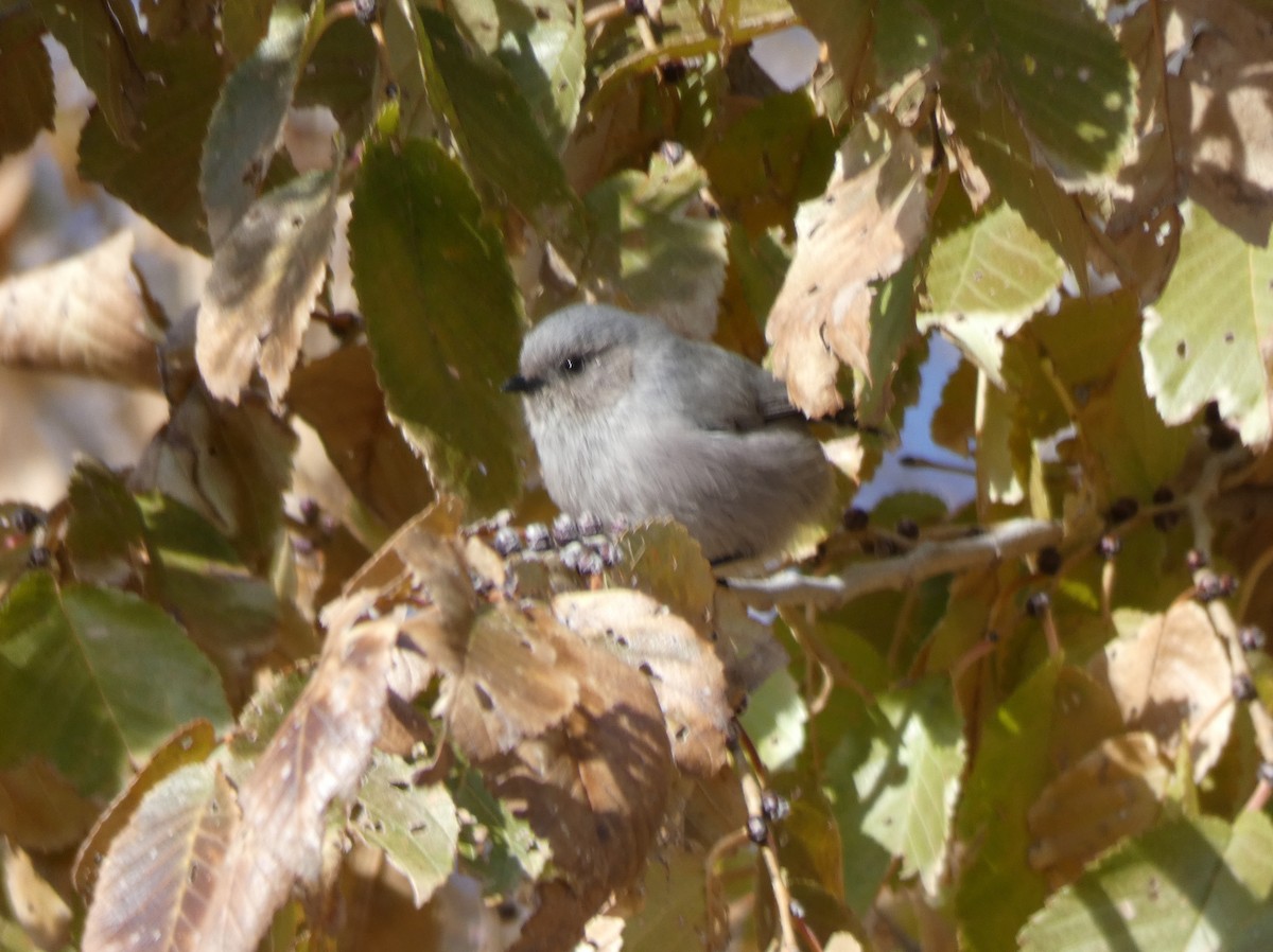 Bushtit - ML124113991