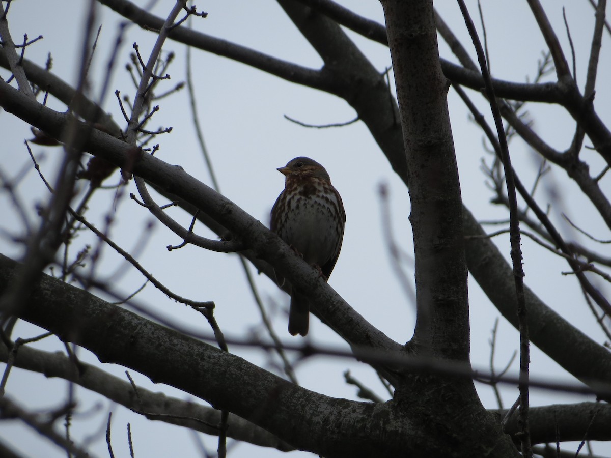 Fox Sparrow - Alan Boyd