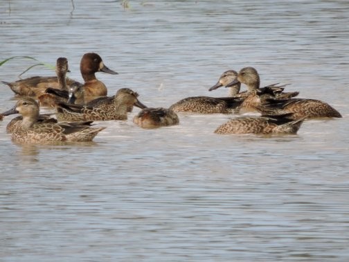 Lesser Scaup - ML124115231