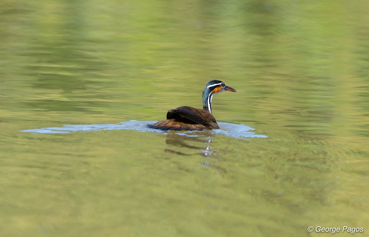 Sungrebe - ML124115571