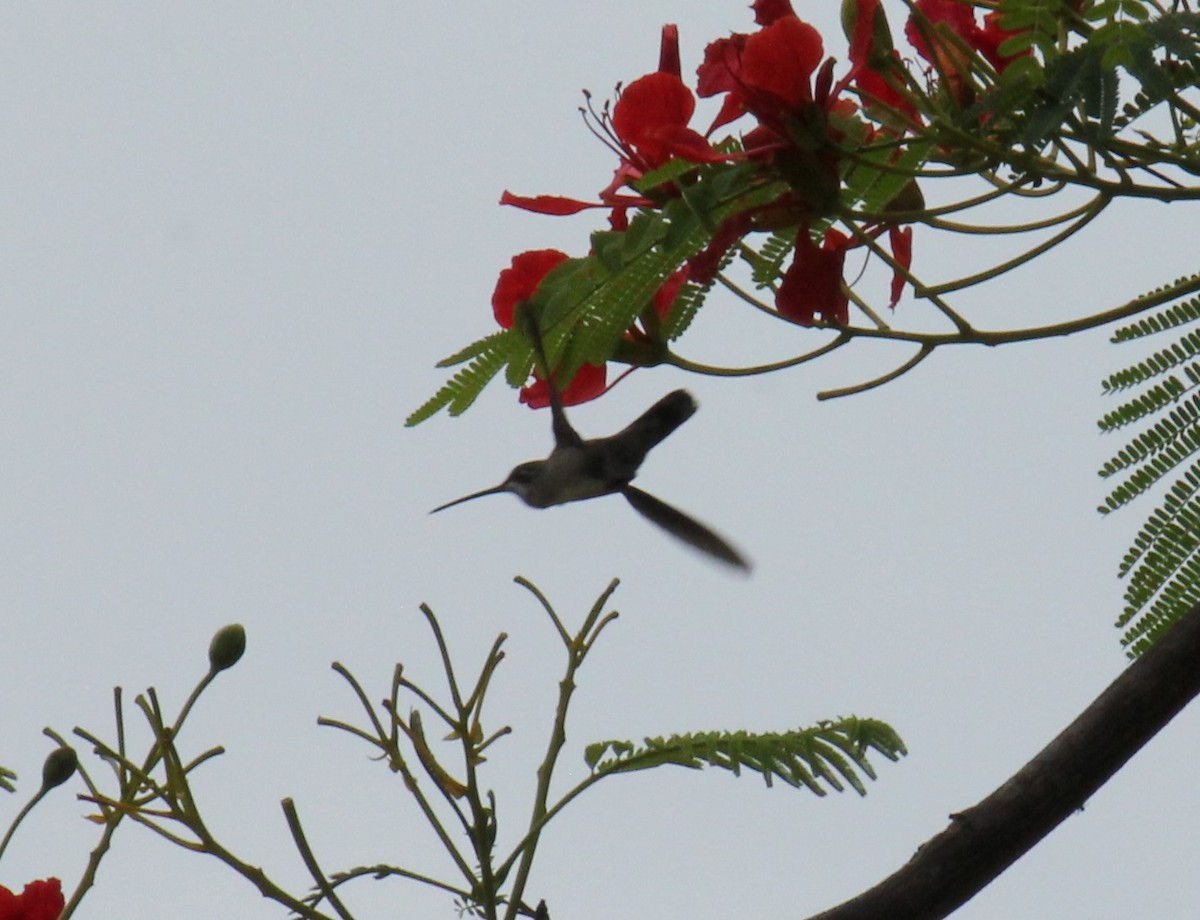 Stripe-breasted Starthroat - Andrew Guttenberg