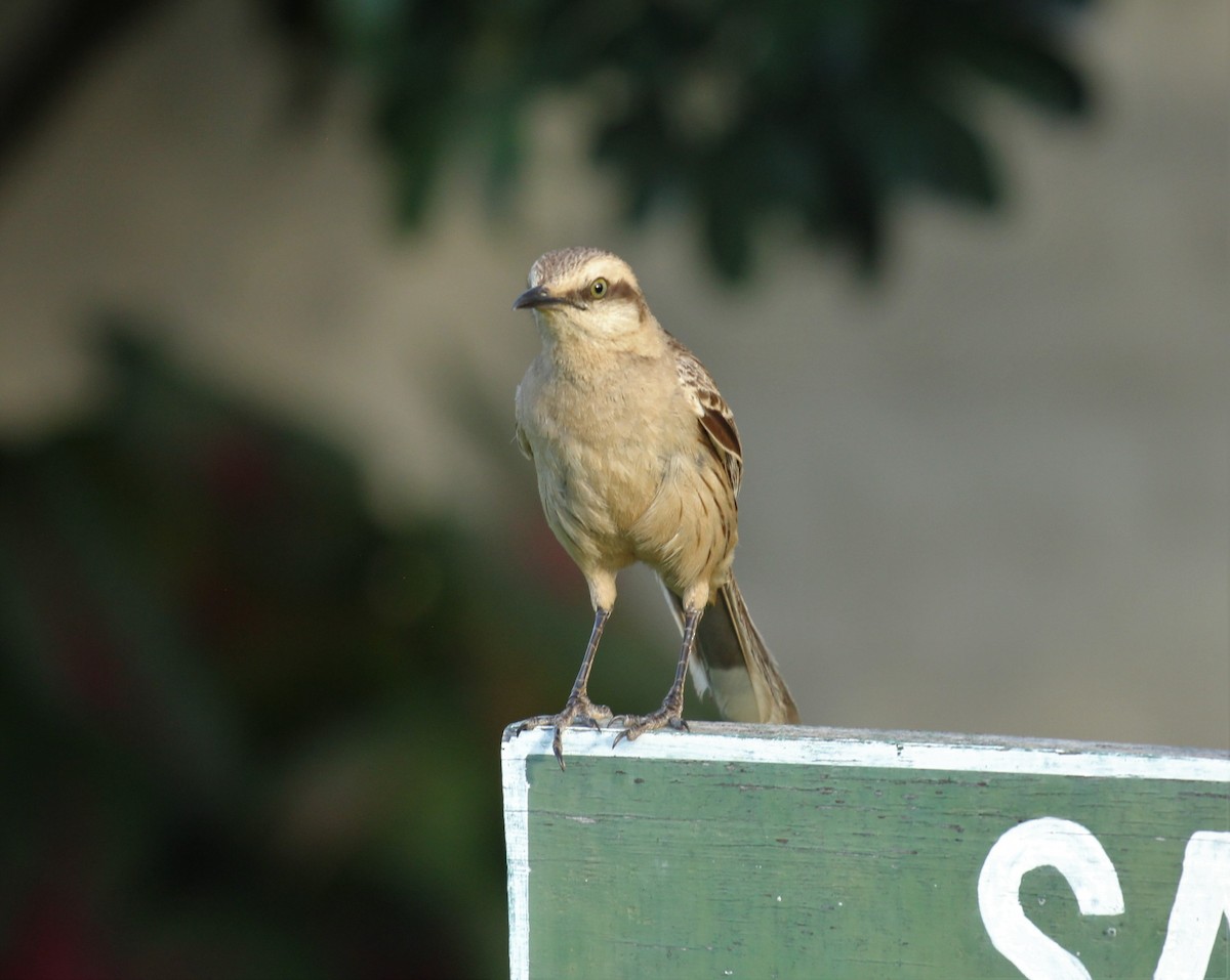 Chalk-browed Mockingbird - ML124116601