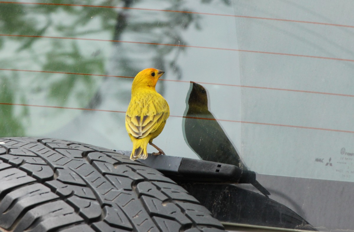 Saffron Finch - Andrew Guttenberg