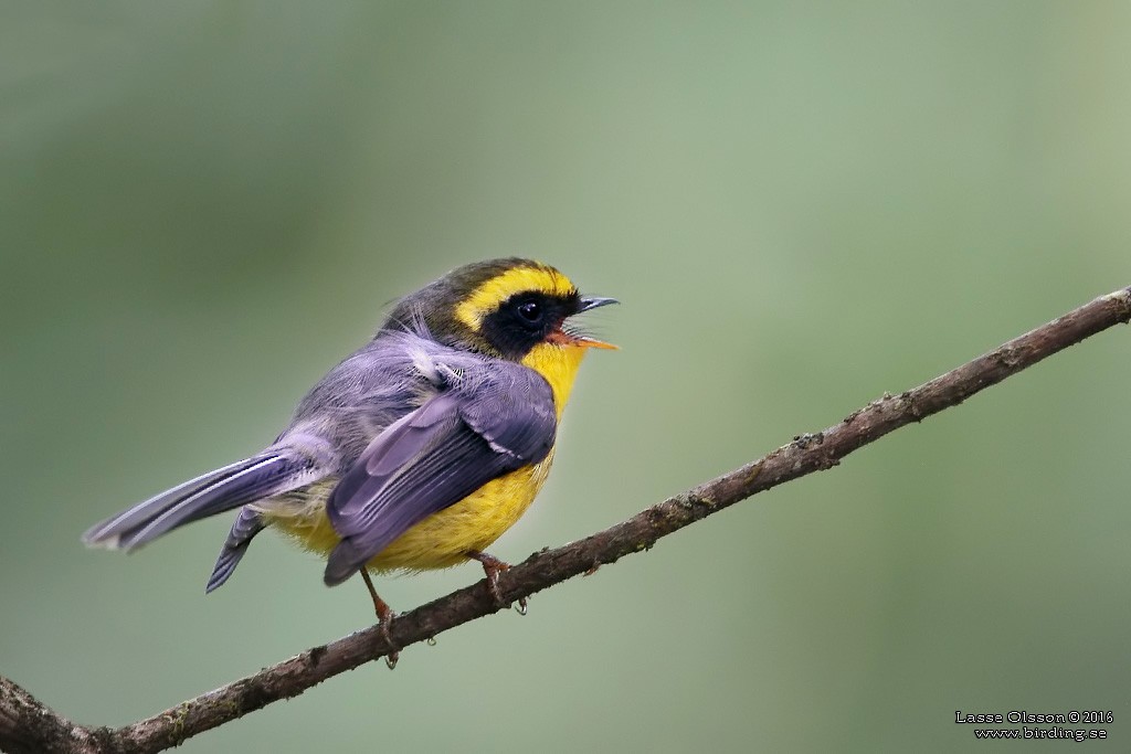 Yellow-bellied Fairy-Fantail - Lasse Olsson