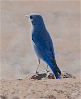 Mountain Bluebird - Anonymous