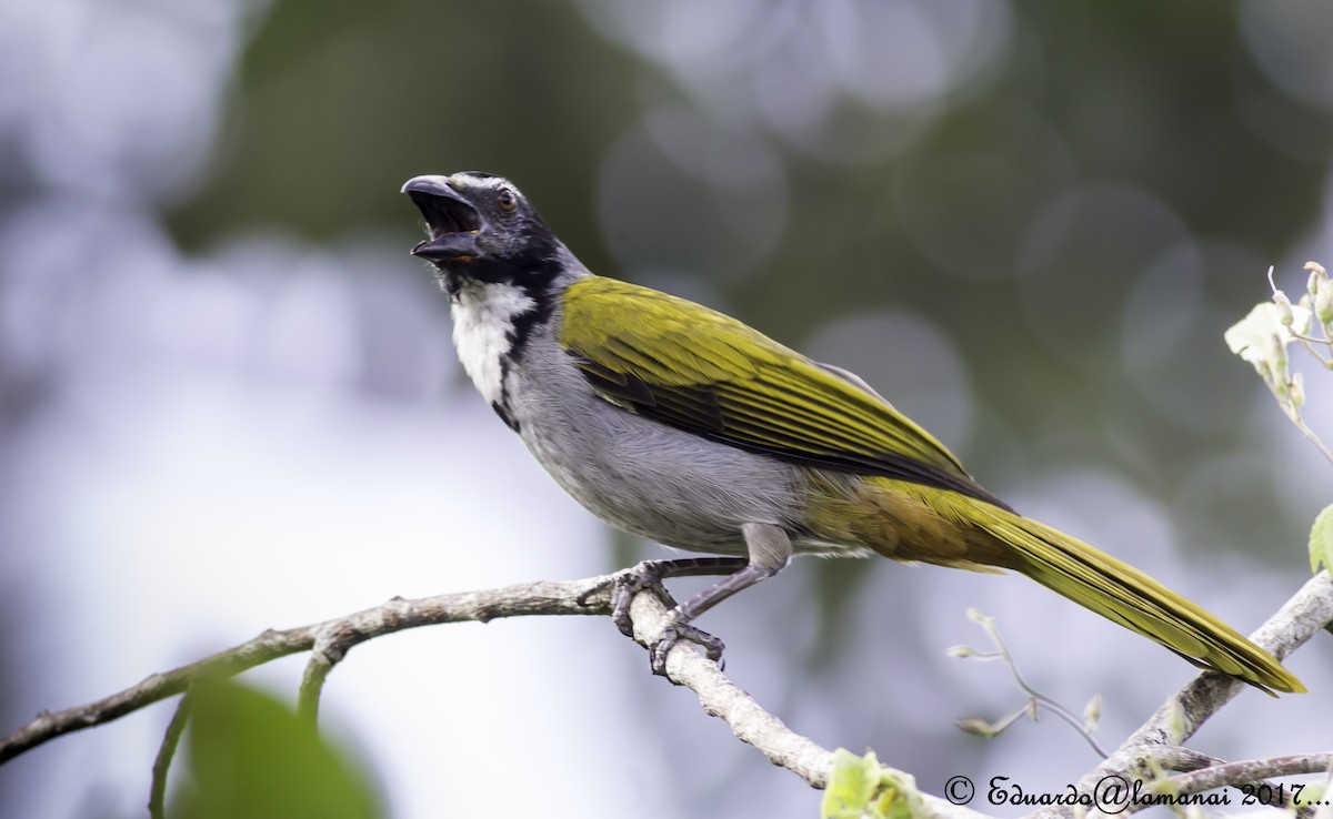 Black-headed Saltator - ML124118201