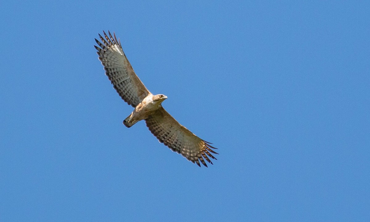 Mountain Hawk-Eagle - Paul Fenwick