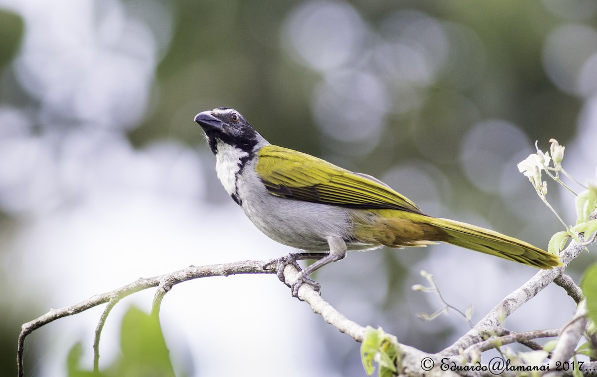 Black-headed Saltator - ML124118261