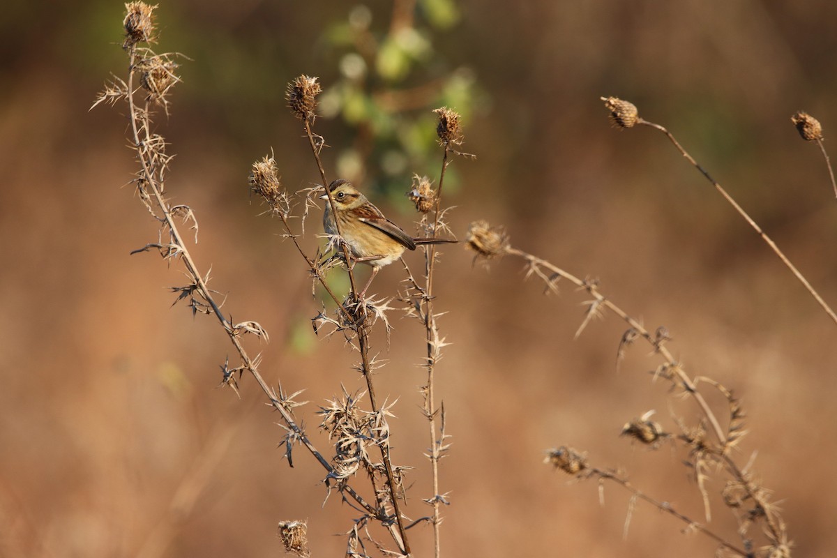 Swamp Sparrow - ML124118271