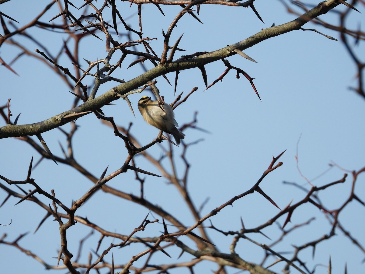 Golden-crowned Kinglet - ML124118431