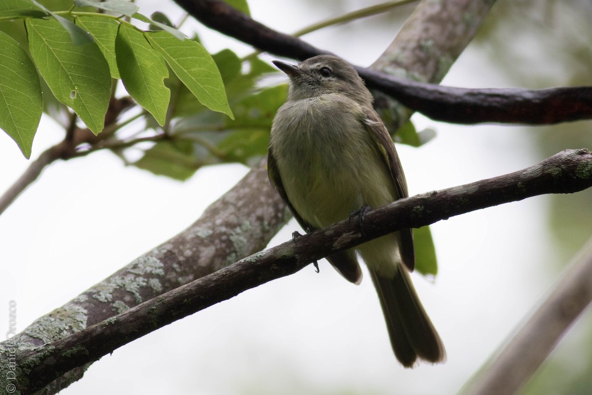 Sooty-headed Tyrannulet - ML124119421