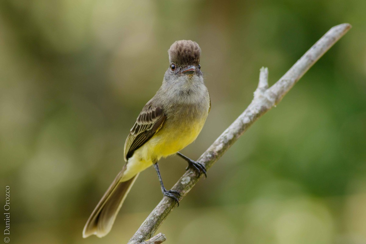 Apical Flycatcher - ML124119451