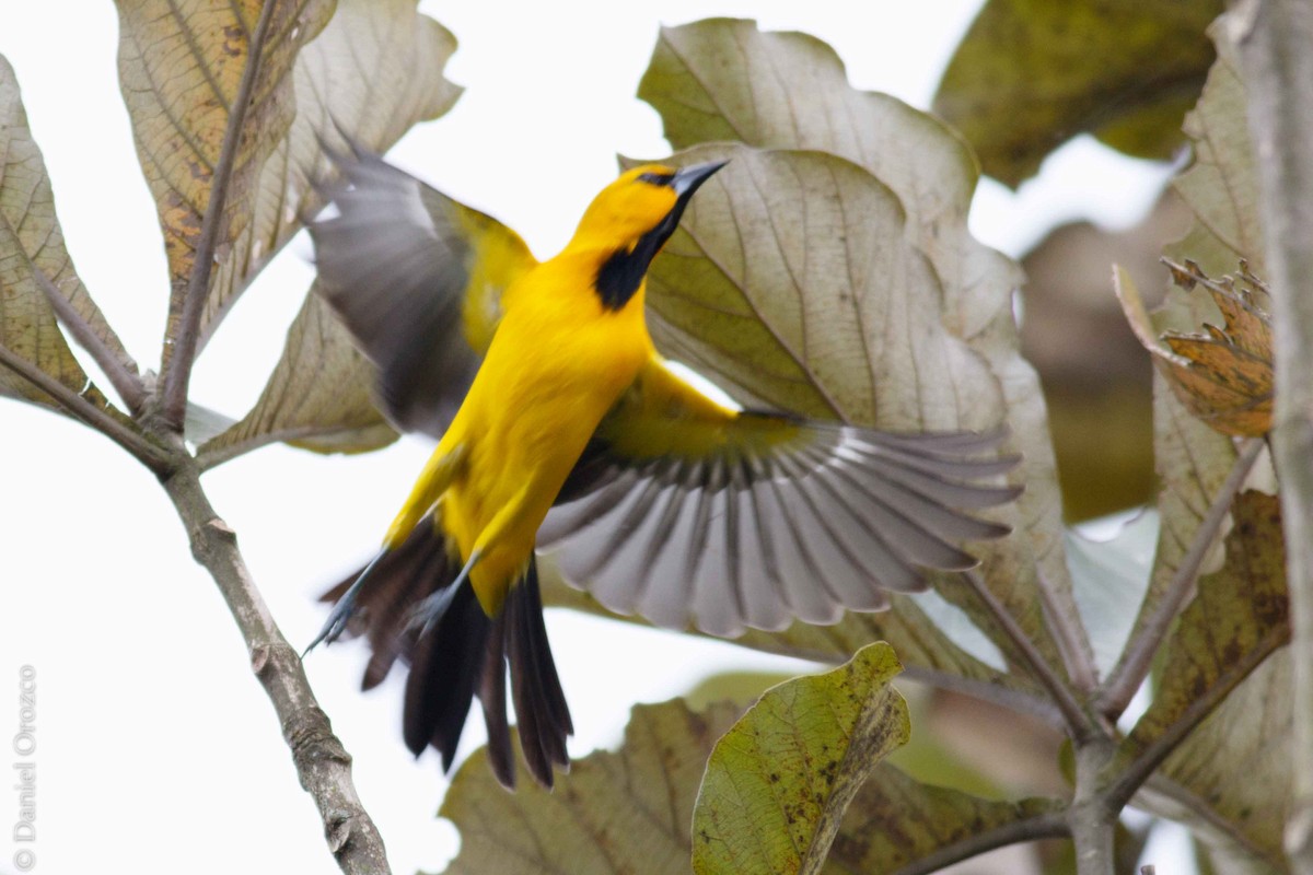 Yellow Oriole - ML124119751