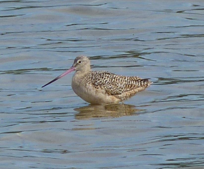 Marbled Godwit - Bill Pranty