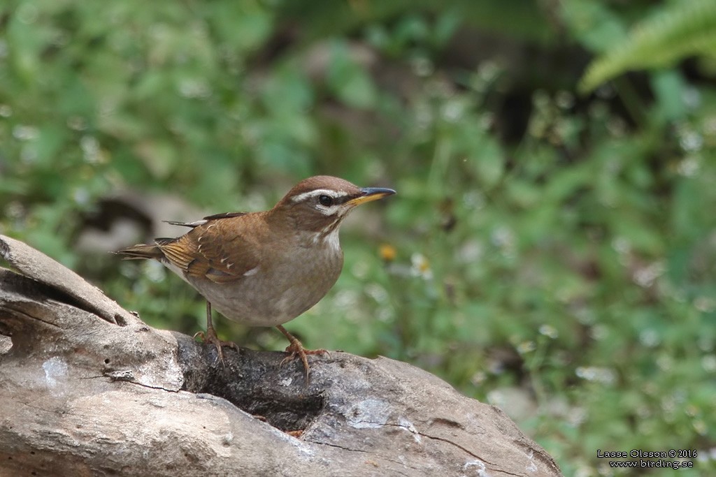 Gray-sided Thrush - Lasse Olsson