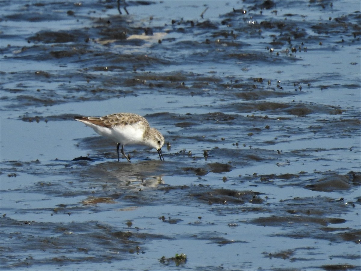 Little Stint - ML124122491