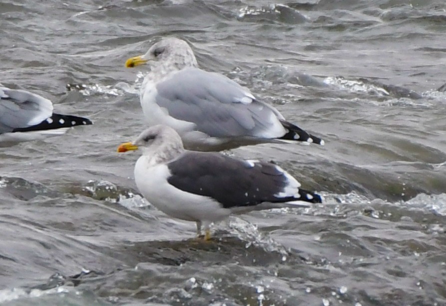 Lesser Black-backed Gull - josh Ketry
