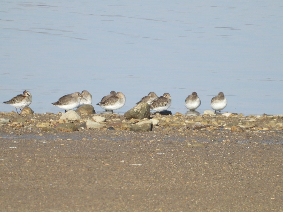 Dunlin - ML124123281