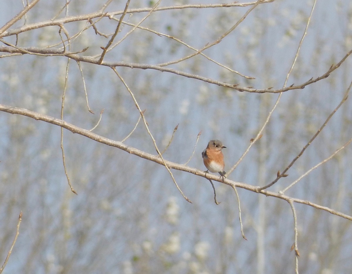 Eastern Bluebird - ML124123371