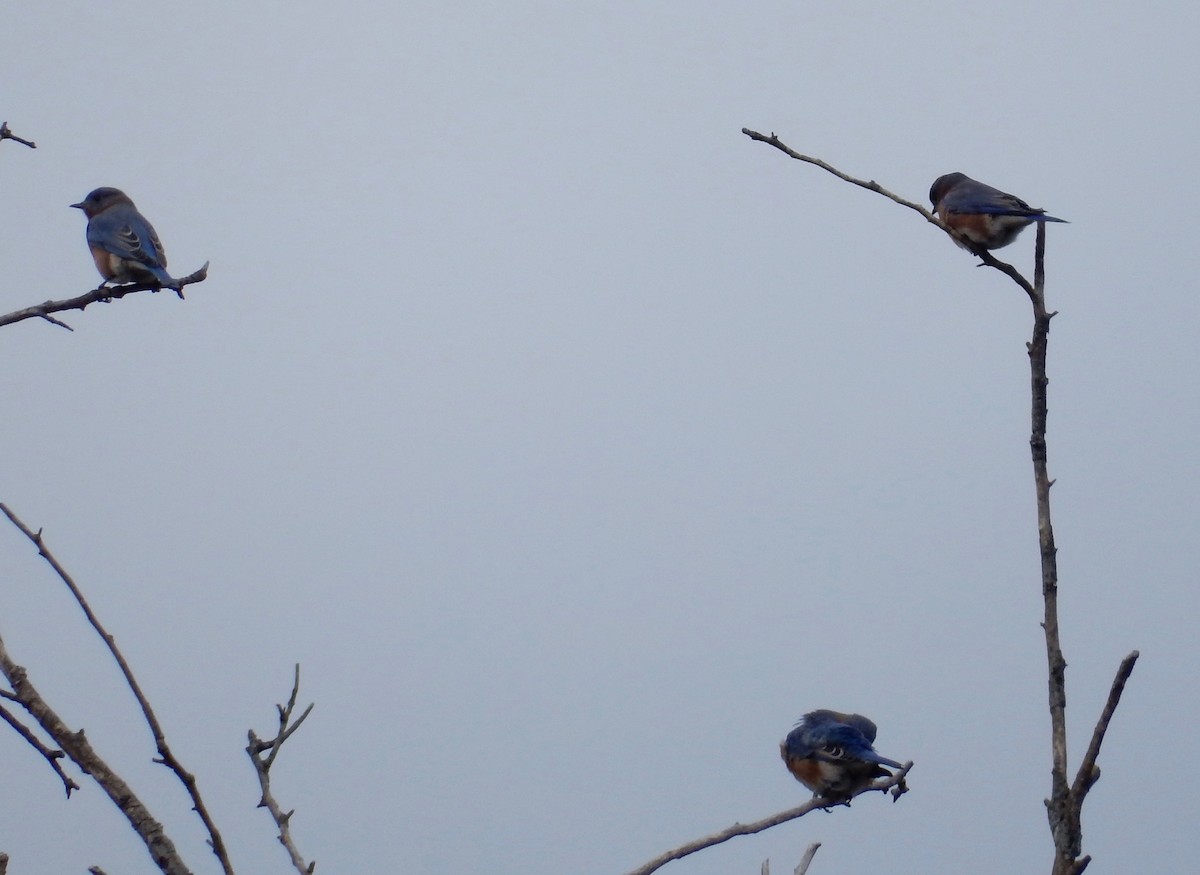 Eastern Bluebird - ML124123401