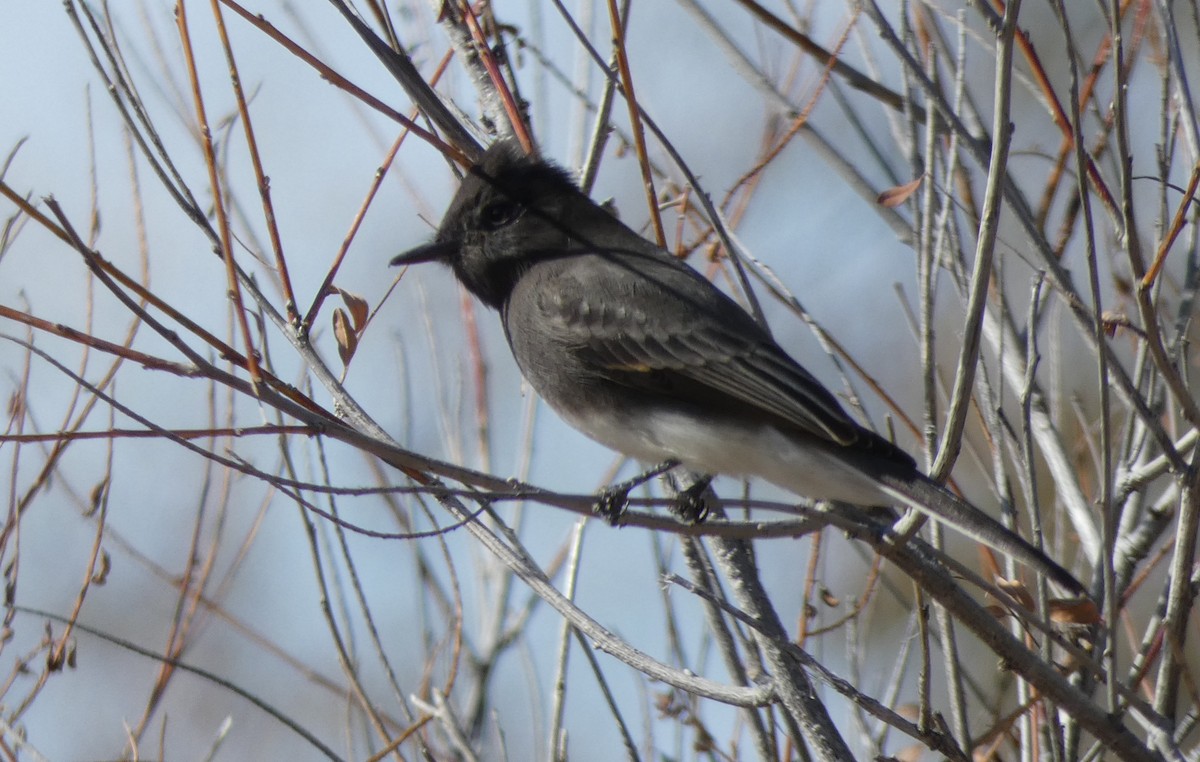 Black Phoebe - Christopher Rustay