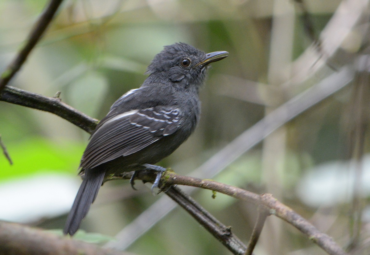 Dusky Antbird - ML124130041