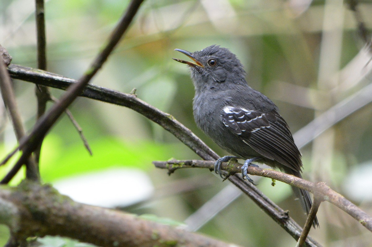 Dusky Antbird - ML124130151