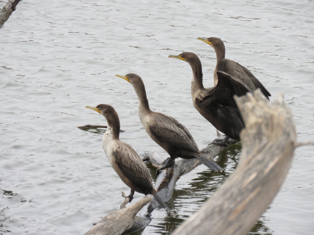 Double-crested Cormorant - ML124130841