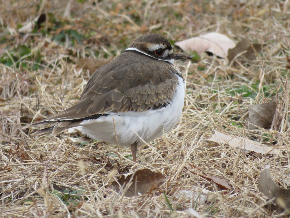 Killdeer - ML124131411