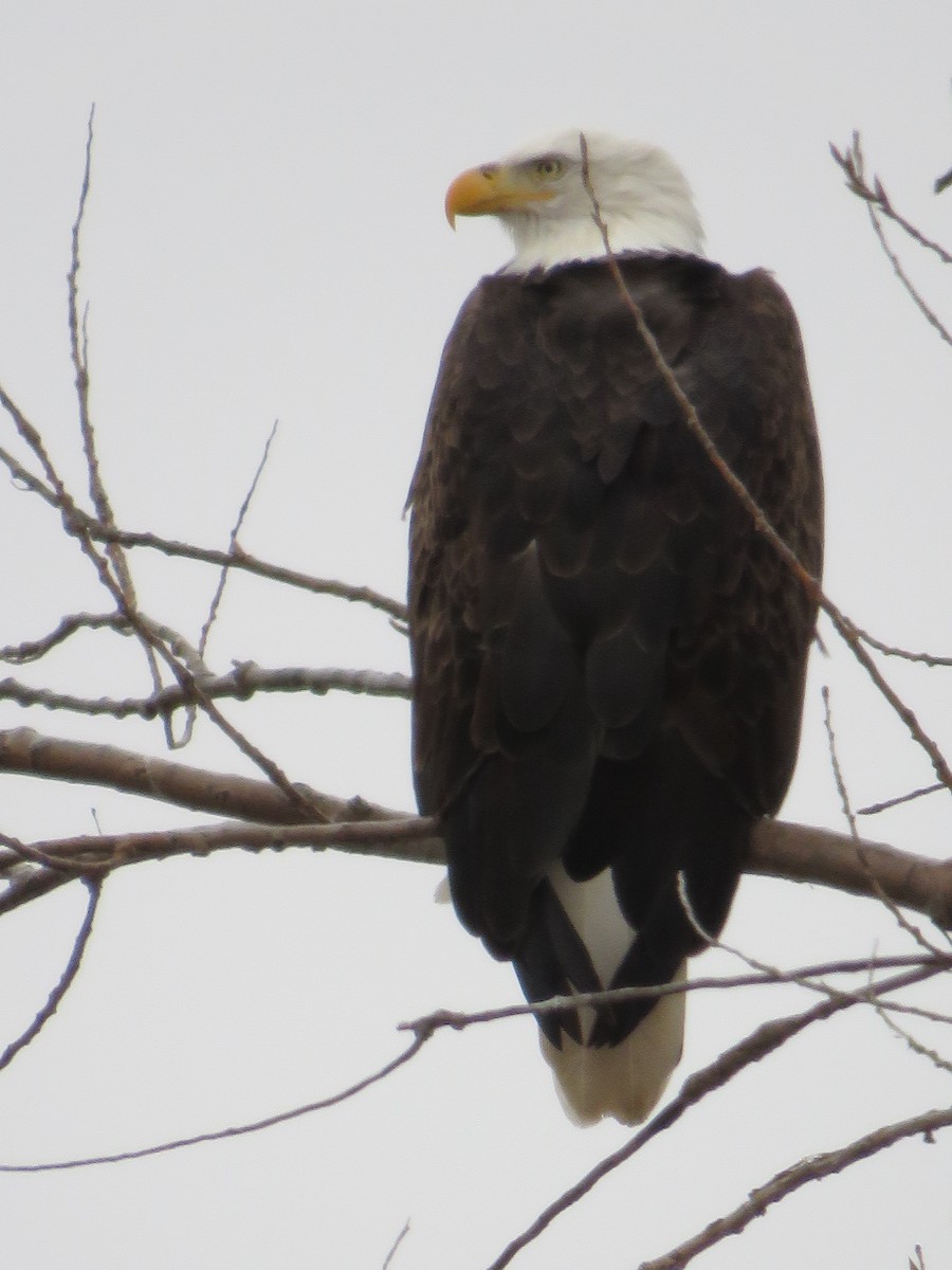 Bald Eagle - Gregg Friesen