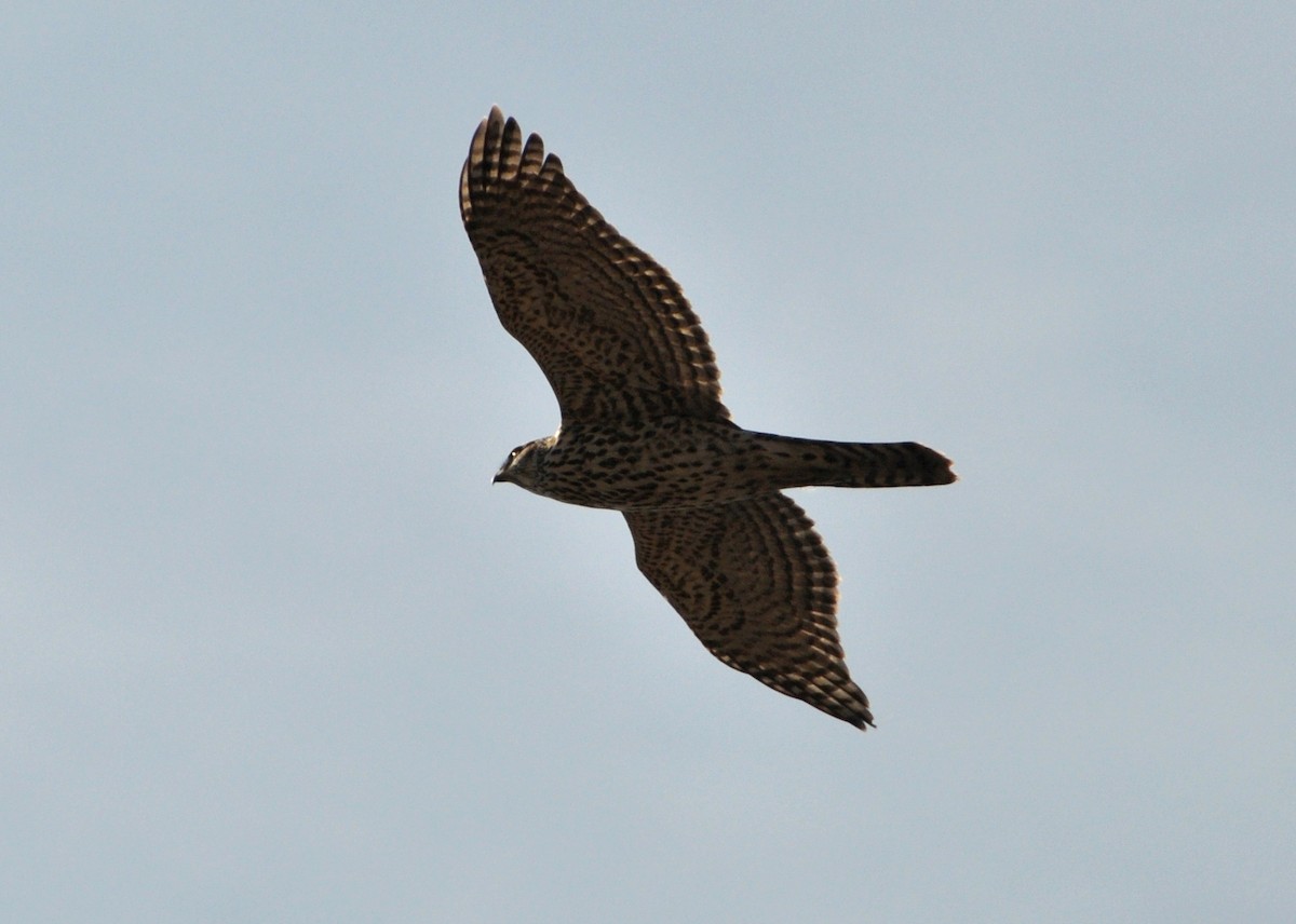 American Goshawk - Colin Maguire