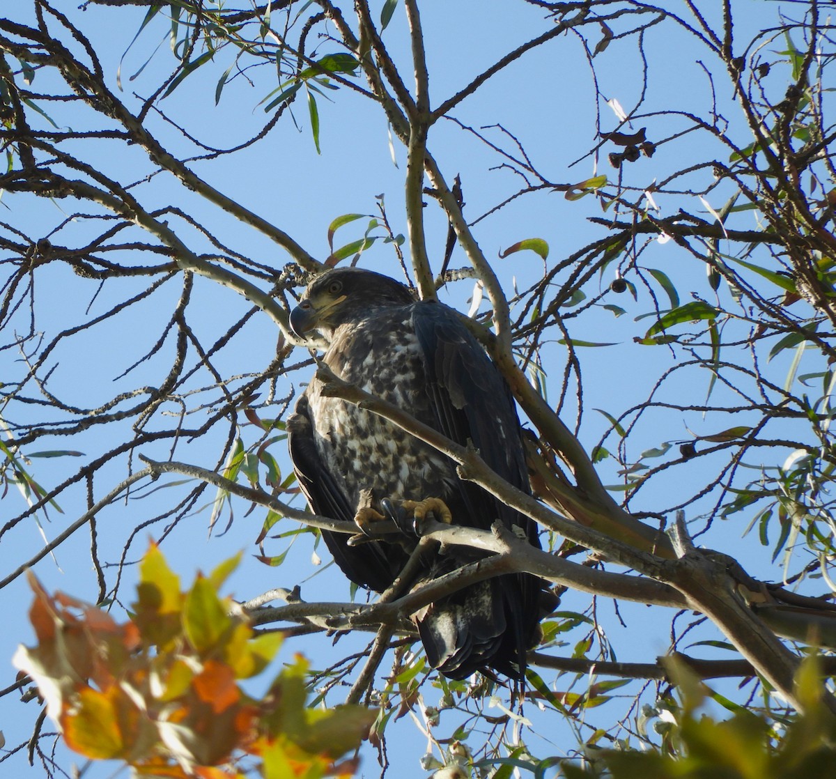 Bald Eagle - ML124133791