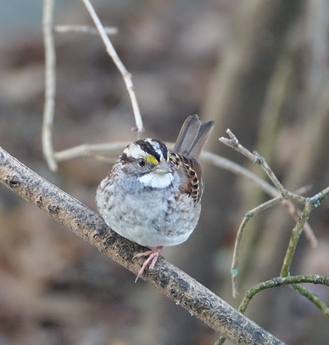 White-throated Sparrow - ML124135361