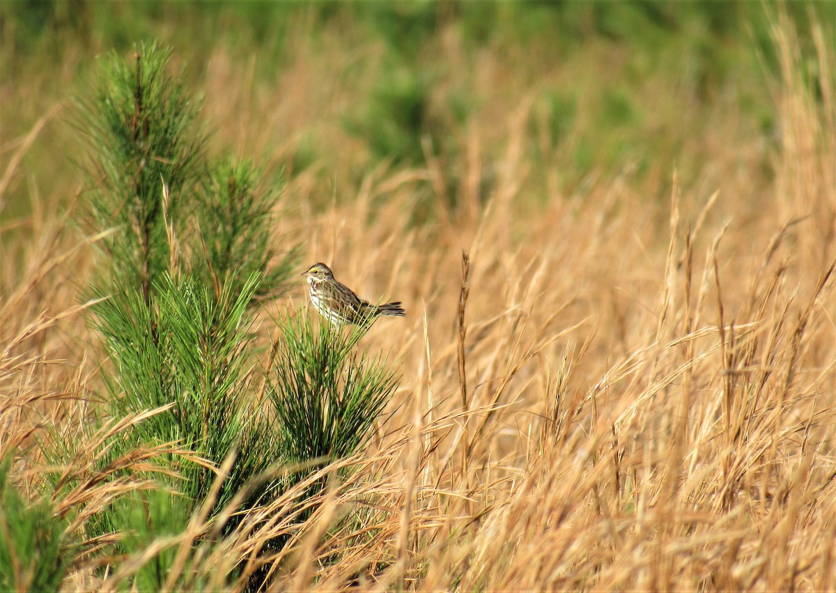 Savannah Sparrow - ML124135831