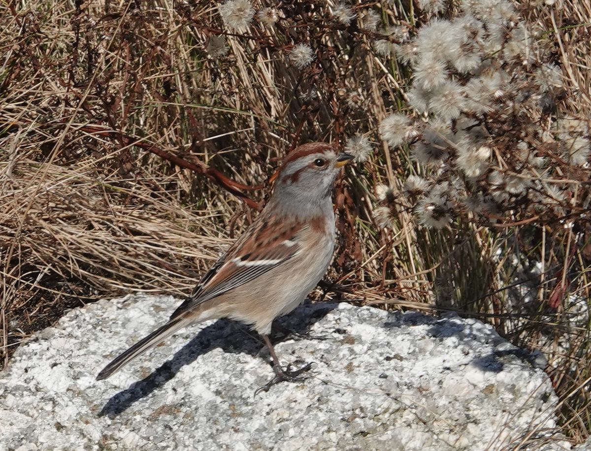 American Tree Sparrow - ML124135851