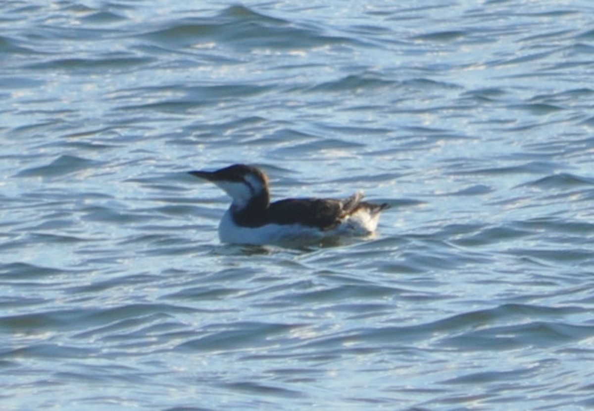 Common Murre - Andrew Wagstaff