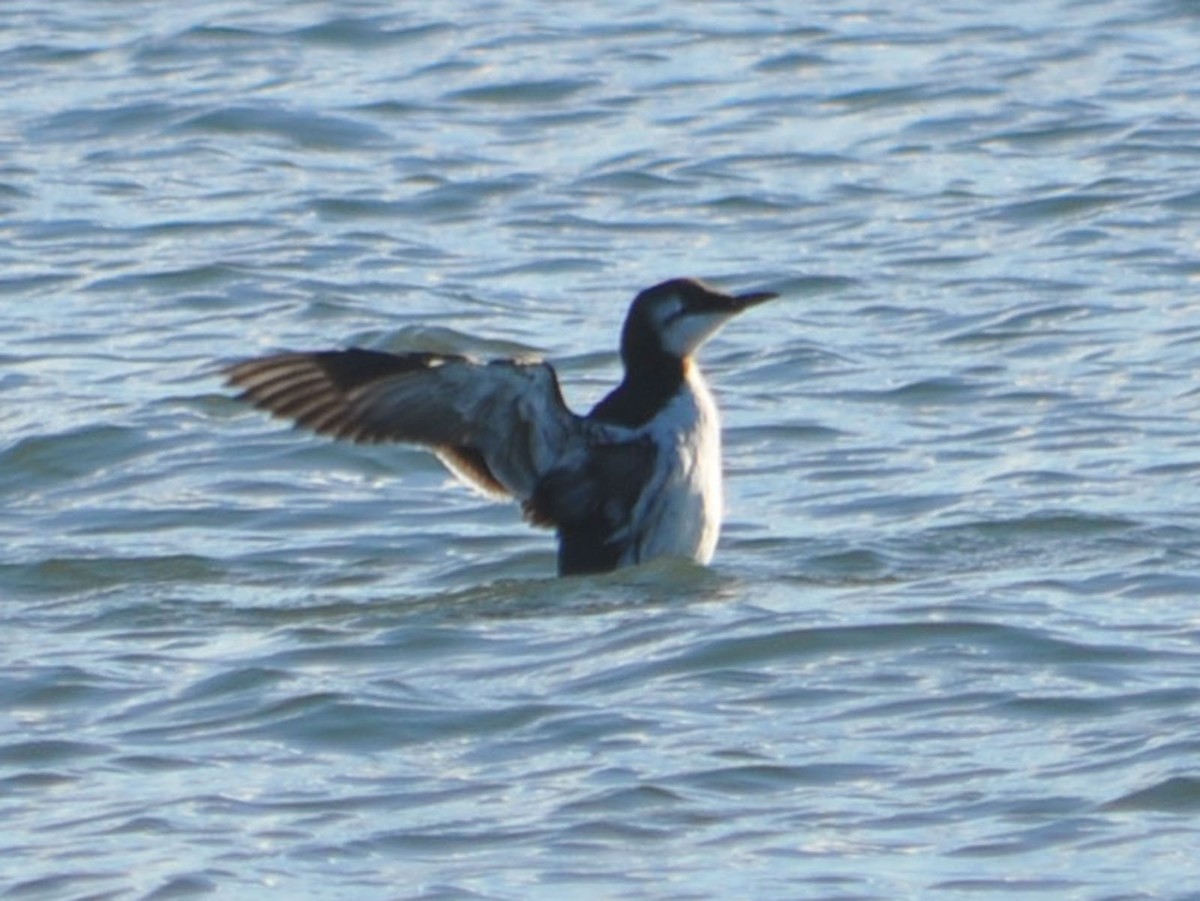 Common Murre - ML124138211