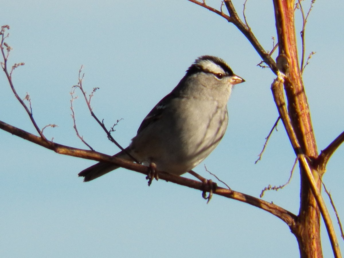 White-crowned Sparrow - ML124138991