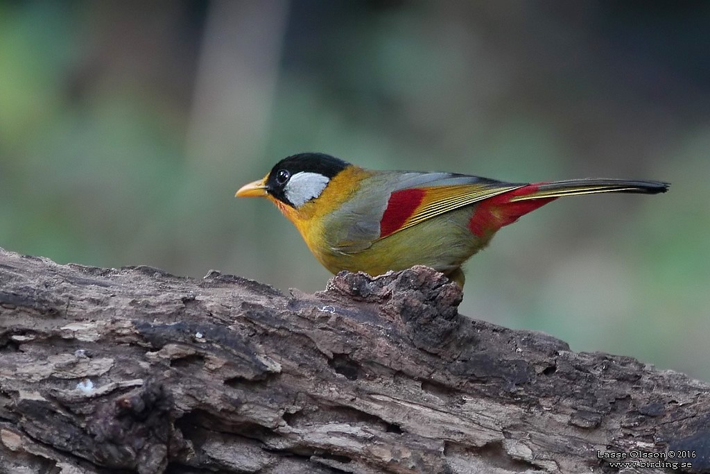 Silver-eared Mesia - Lasse Olsson