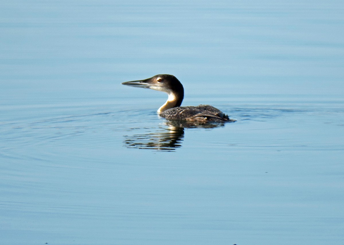 Common Loon - ML124144771