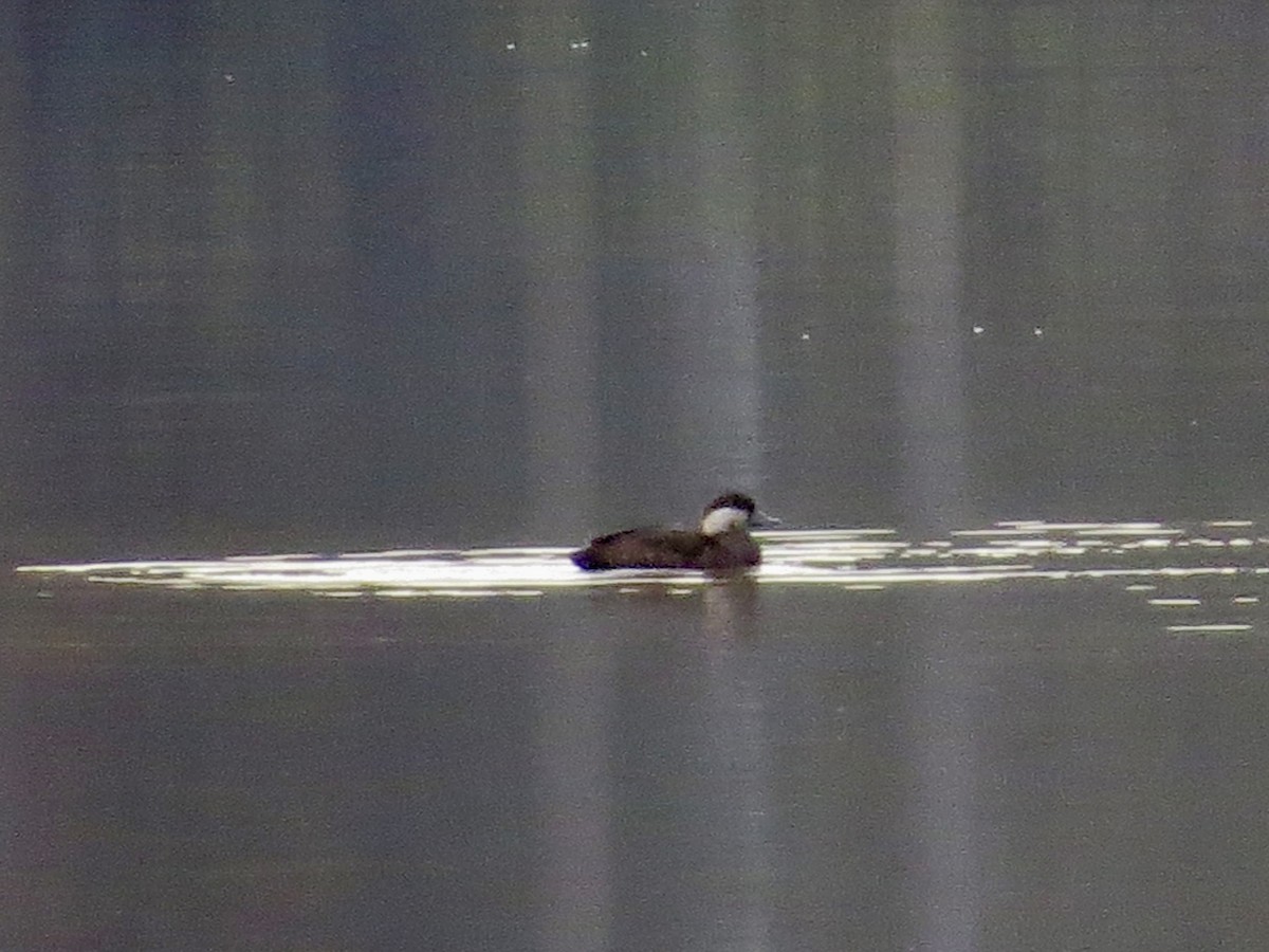 Black Scoter - ML124145531