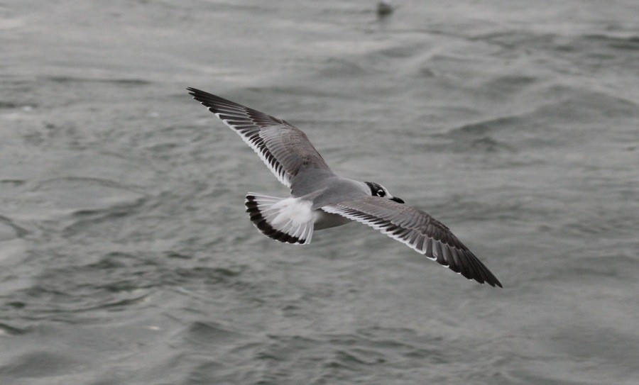 Franklin's Gull - ML124145891