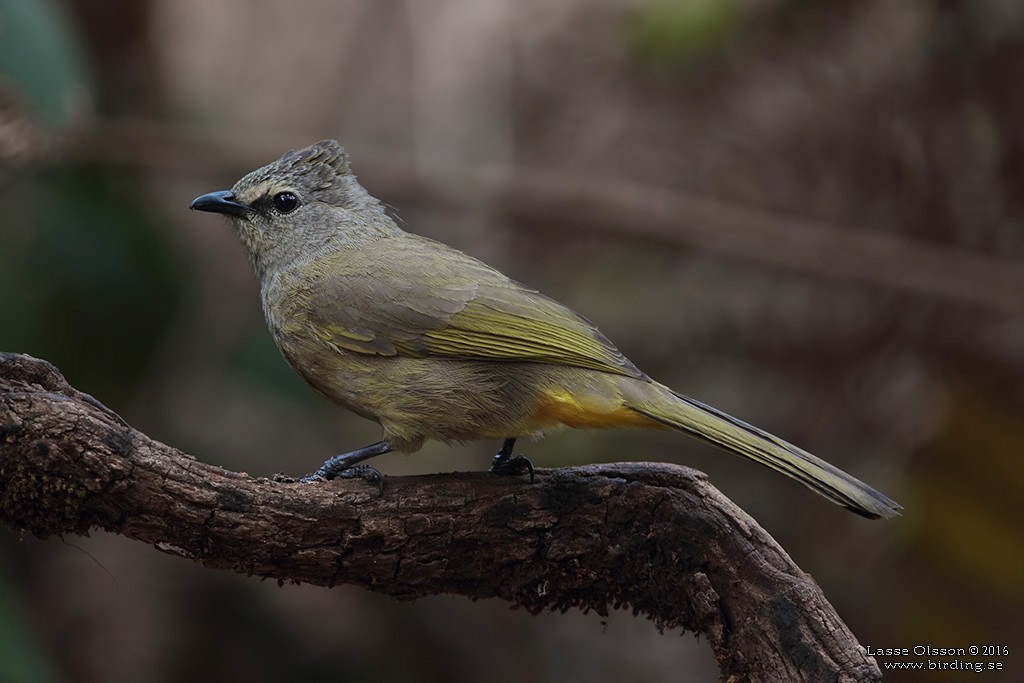 Flavescent Bulbul - Lasse Olsson