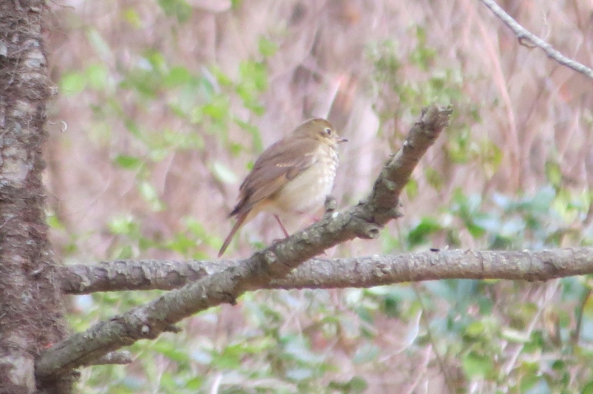 Hermit Thrush - Jannie Shapiro