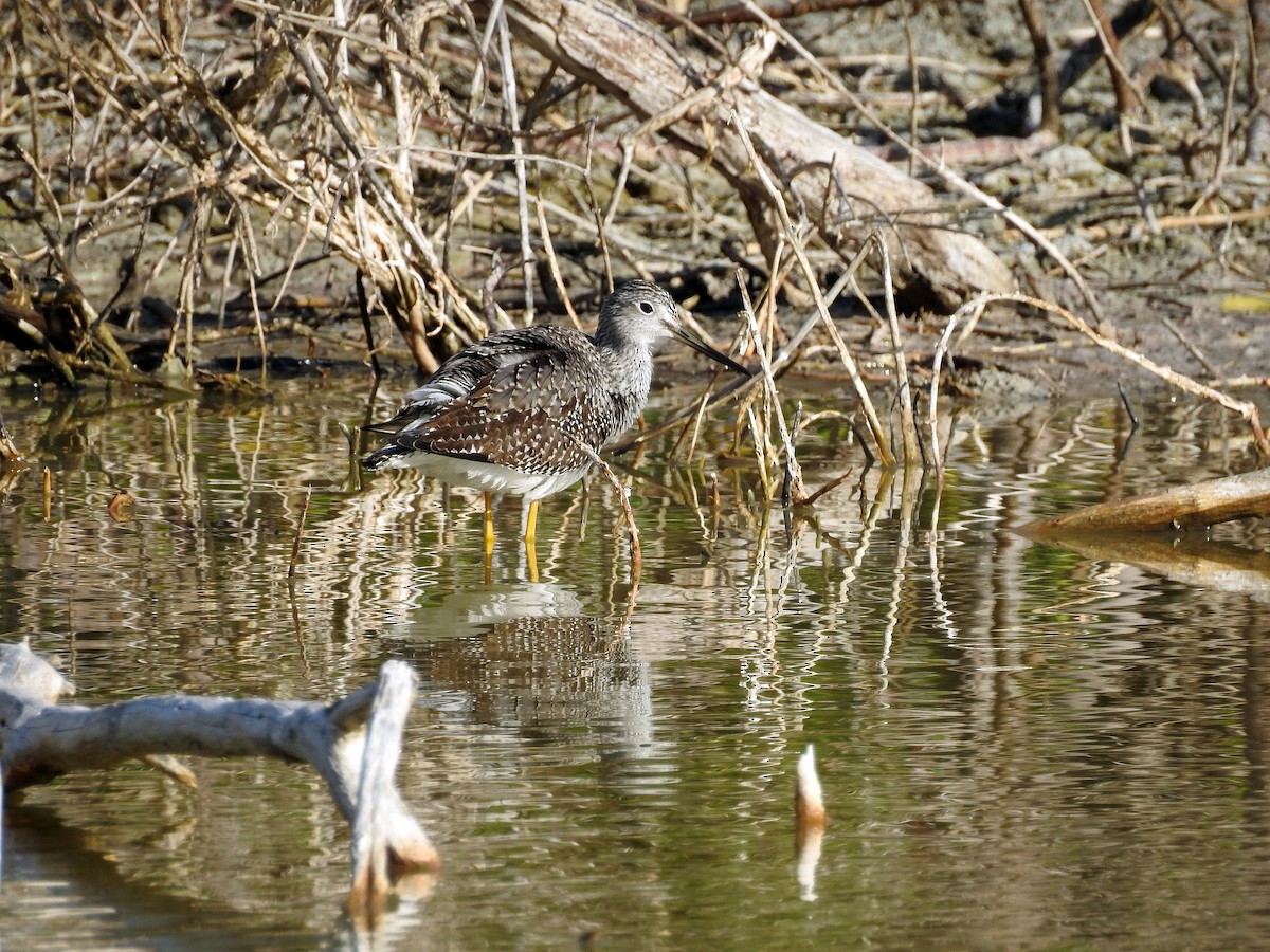 Greater Yellowlegs - Luis Gonzalez