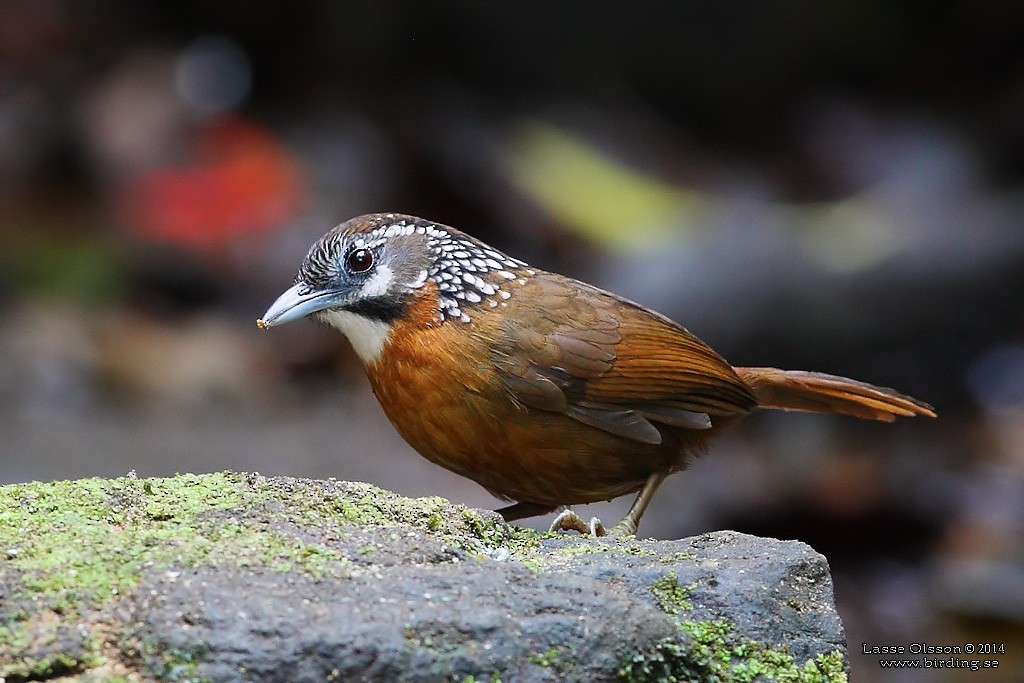Spot-necked Babbler - Lasse Olsson