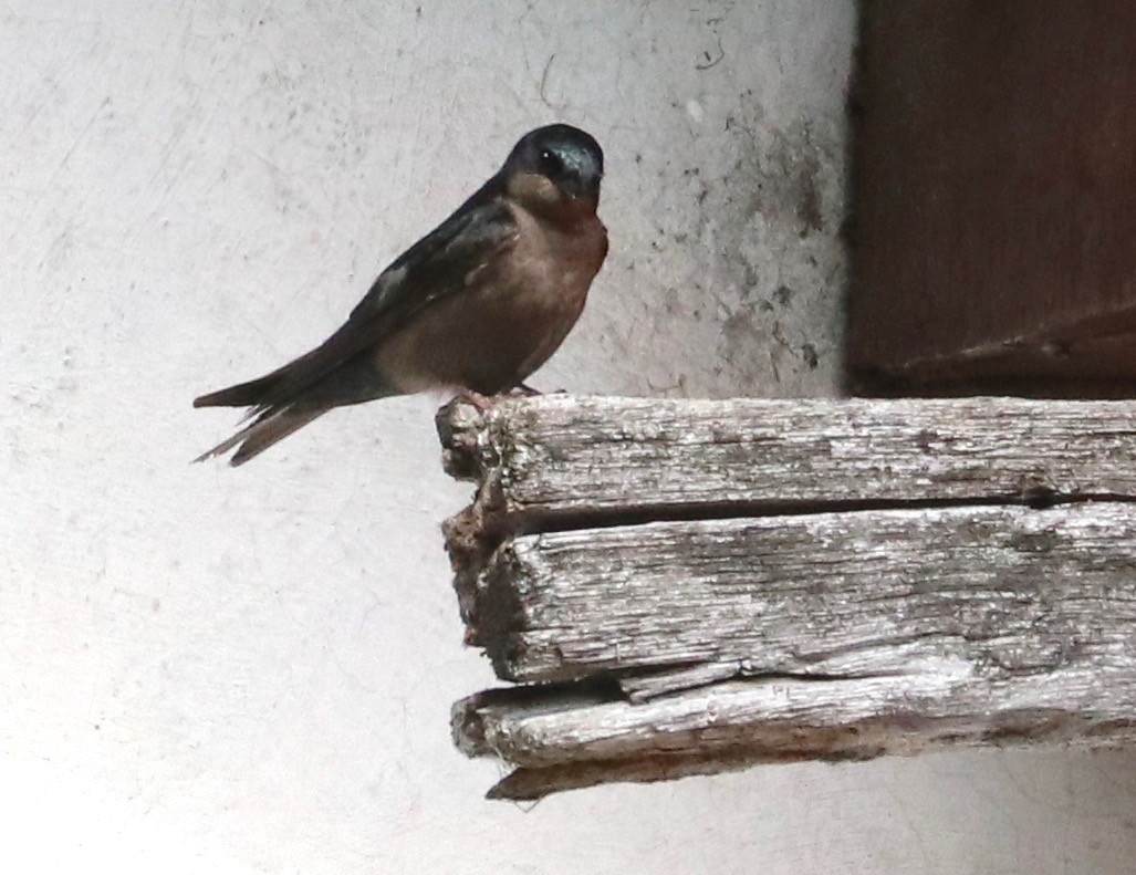 Brown-bellied Swallow - ML124151941