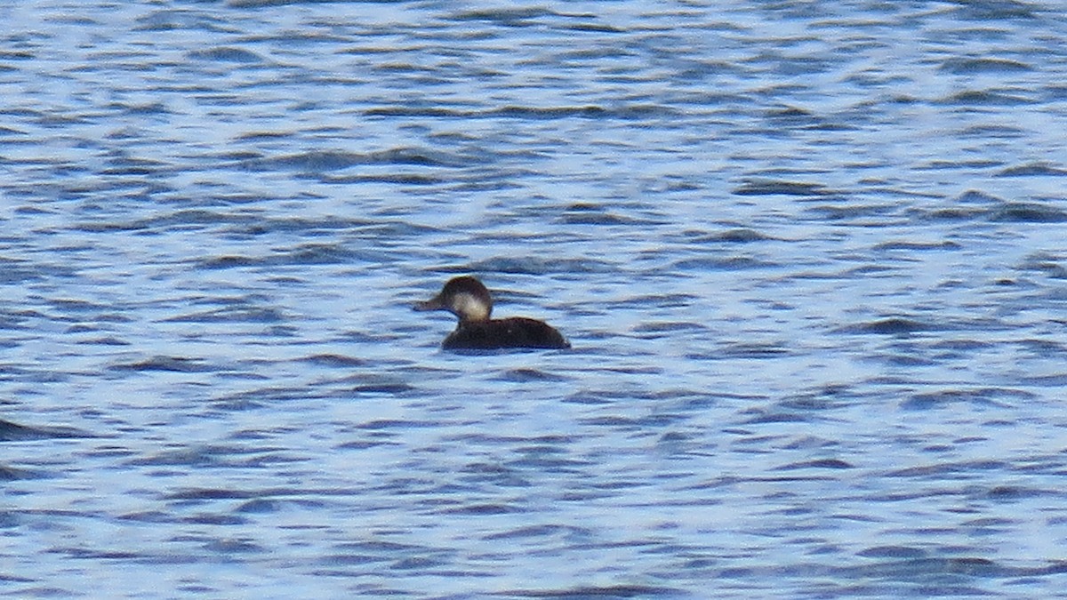 Black Scoter - ML124151951